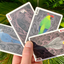 Bicycle Parrot Playing Cards (6911745163413)