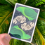 Bicycle Parrot Extinct Playing Cards (6911745523861)