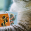 Meow Star Playing Cards (7009723678869)