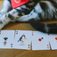 Meow Star Playing Cards (7009723678869)