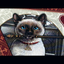 Bicycle Cats Playing Cards (7158036627605)