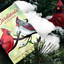 Cardinals Euchre Playing Cards (7458357706972)