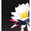 Carpe Noctem - BAM Playing Cards (5477861032085)