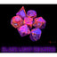 7-Die Set Borealis: Cosmos/Gold (+bonus die) (Lab Dice 8)