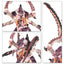 Battleforce: Tyranid Swarm