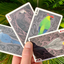 Bicycle Parrot Extinct Playing Cards (6911745523861)