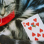 Meow Star Playing Cards (7009723678869)